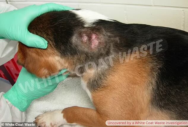 Tomada de Daily Mail