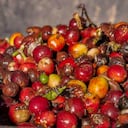 Las ventas externas de café bajaron 8% y superaron los 1,1 millones de sacos de 60 kg.