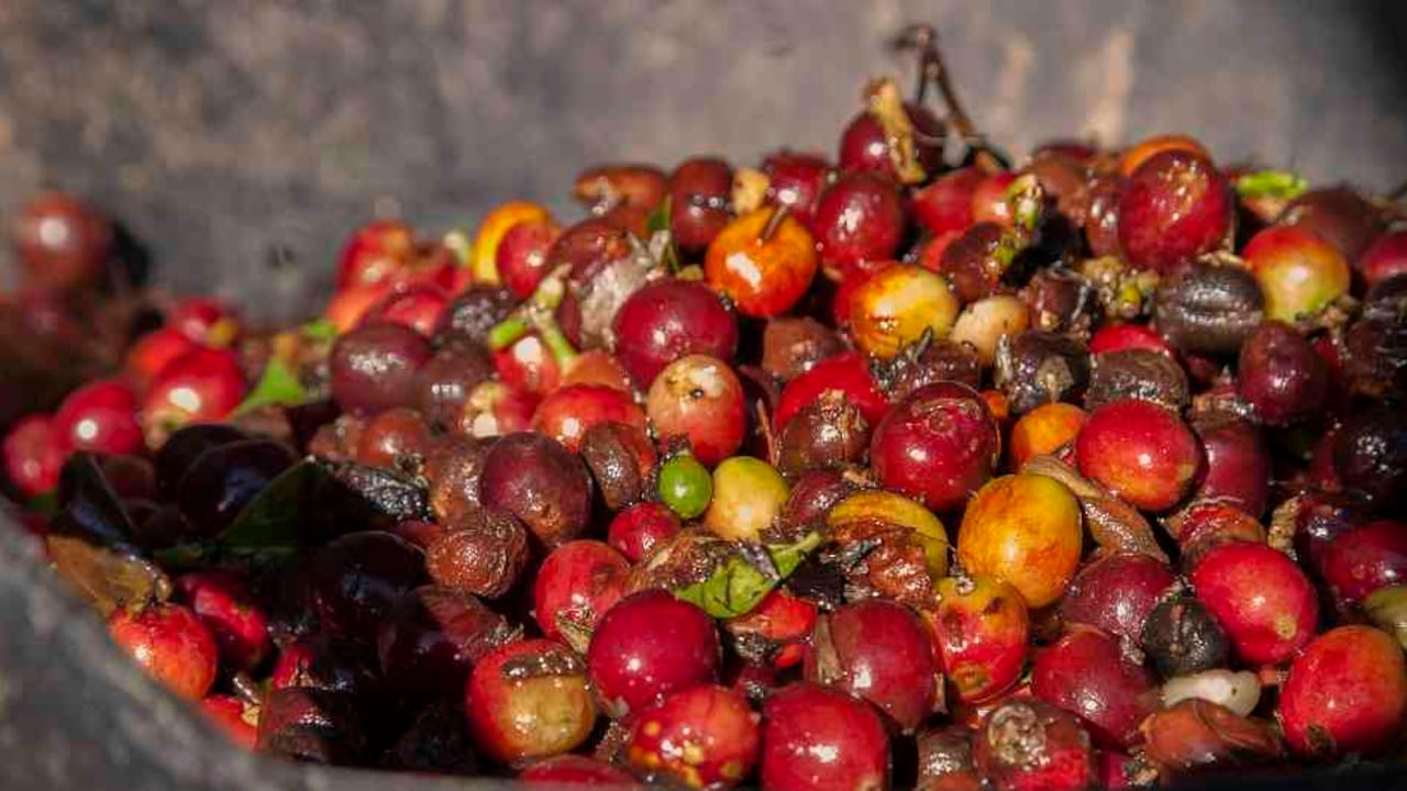 Las ventas externas de café bajaron 8% y superaron los 1,1 millones de sacos de 60 kg.