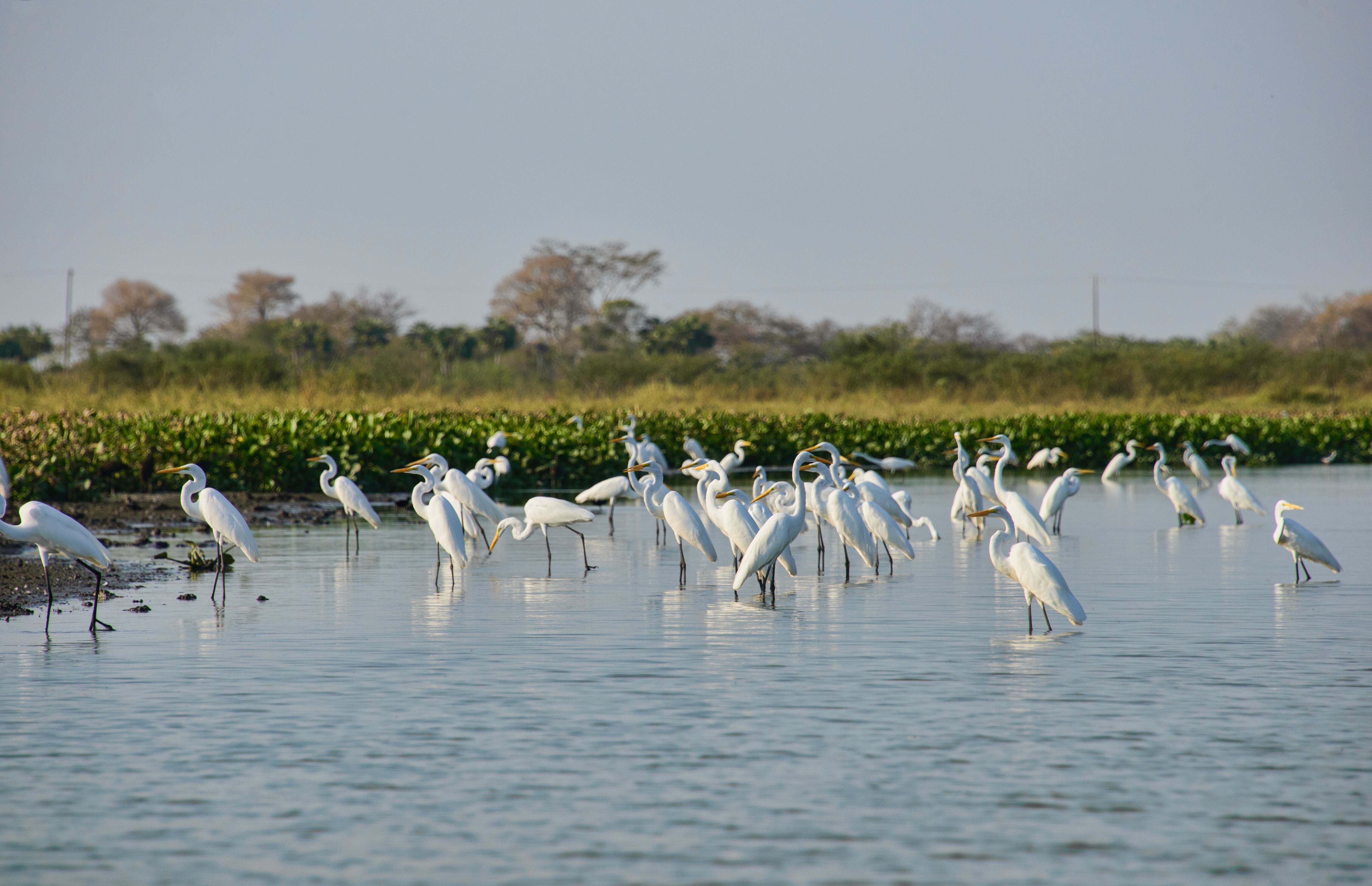 La vida y la biodiversidad del río Magdalena, en Barrancabermeja, inspiraron el trabajo de Sair García.