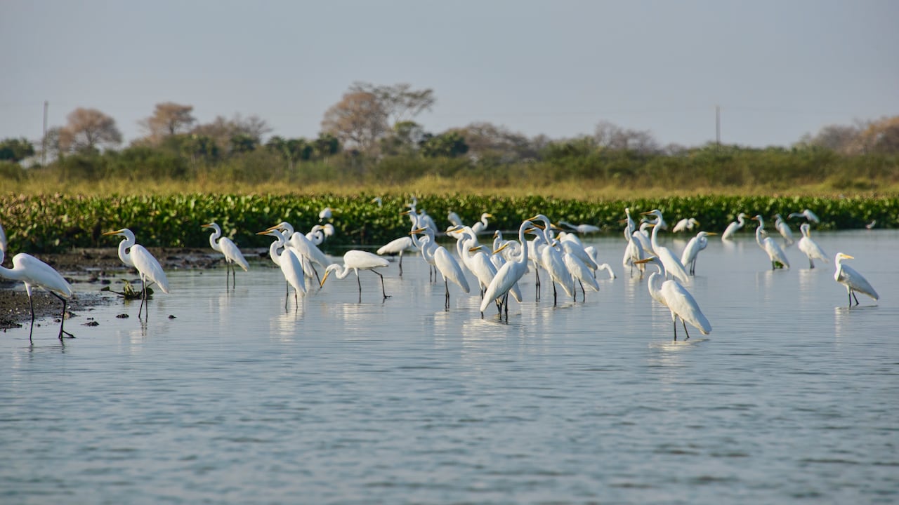 La vida y la biodiversidad del río Magdalena, en Barrancabermeja, inspiraron el trabajo de Sair García.
