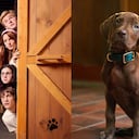 La nueva serie live-action de Netflix contará por primera vez en más de cinco décadas, con un perro real para interpretar a Scooby-Doo.