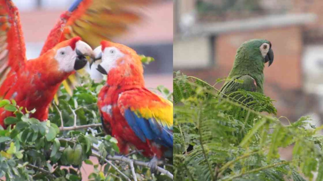Guacamayas y loras habitan en varias zonas del centro de Medellín. Fotos: José Ruiz y Andrés Álvarez.
