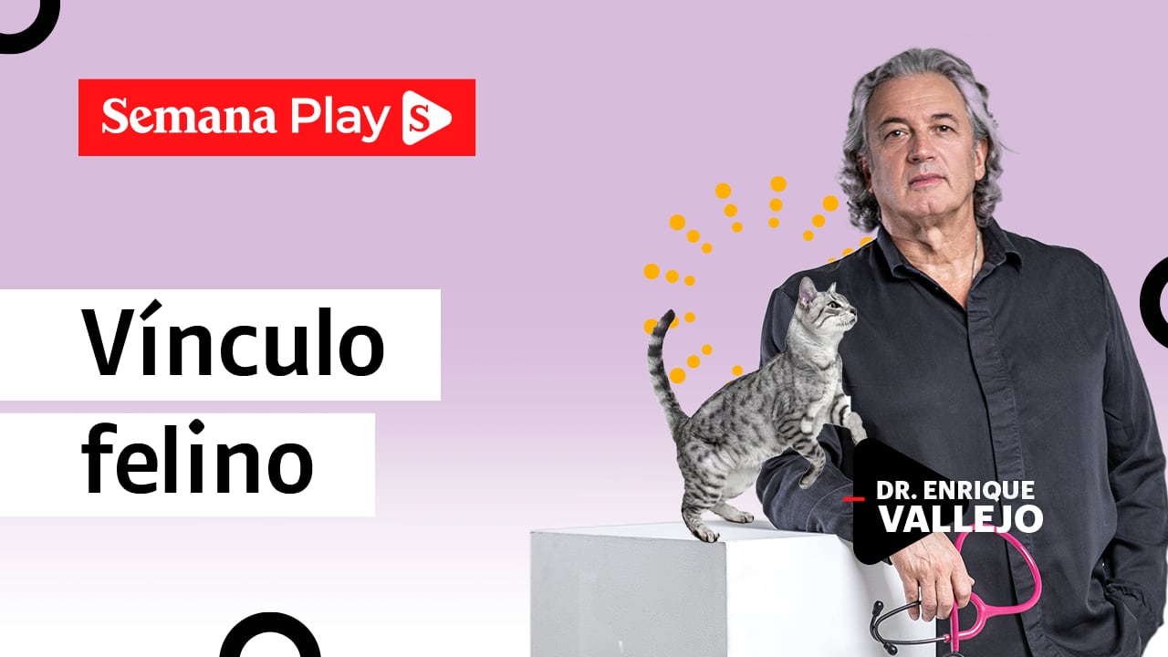 Vínculo felino | Enrique Vallejo en Salud Animal