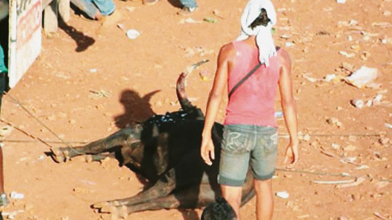 En los casi dos siglos de fiesta de toros en la costa se cuentan con los dedos de la mano las veces que un toro ha sido sacrificado en una corraleja. Esta imagen del animal yacente en el piso y su victimario al pie de él , muestra la degradación de una fiesta tradicional.