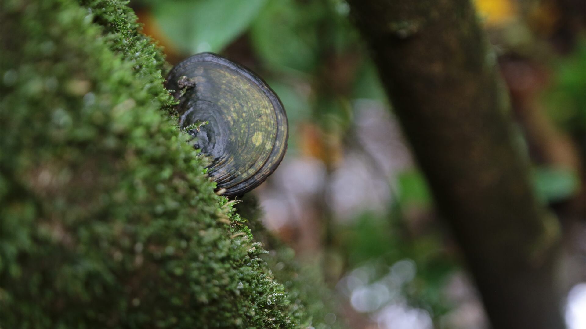 La idea de esta iniciativa es de la Comuna faire cause commune (hacer común una causa).