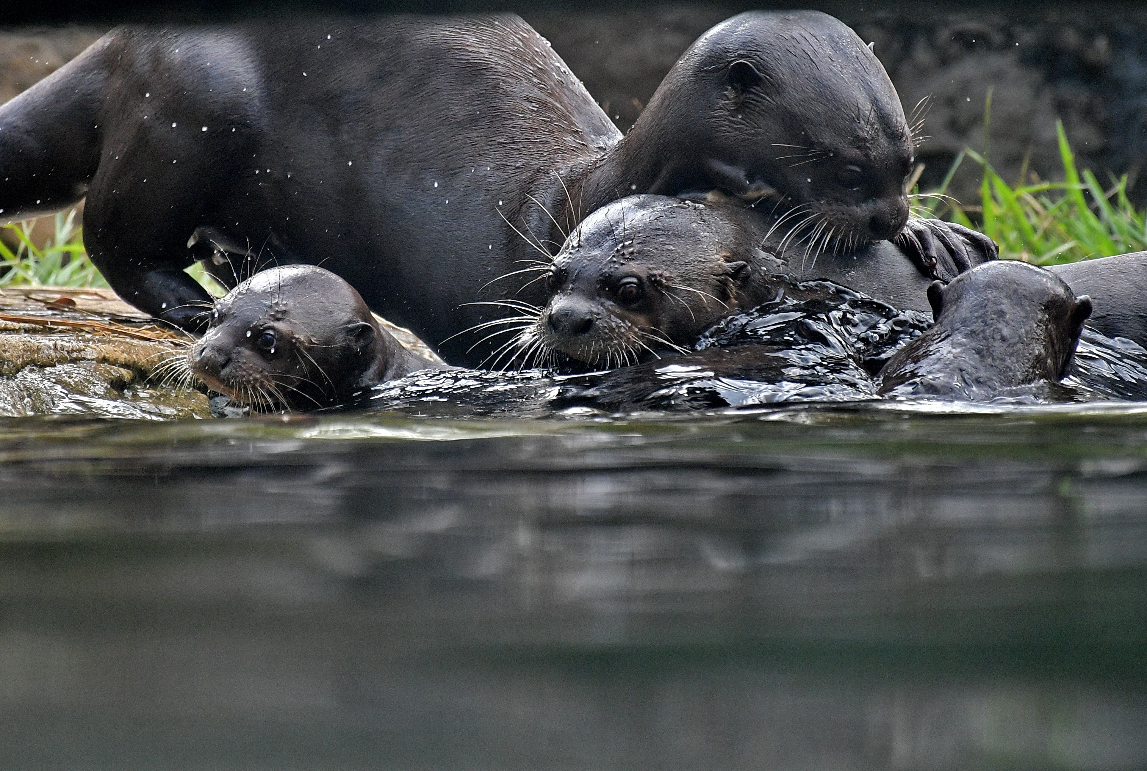 Zoológico de Cali abrió de nuevo la exhibición “Gente de Agua” para que propios y turistas conozcan a las dos crías de nutrias que nacieron en noviembre de 2023. Fotos Raúl Palacios / El Pais.