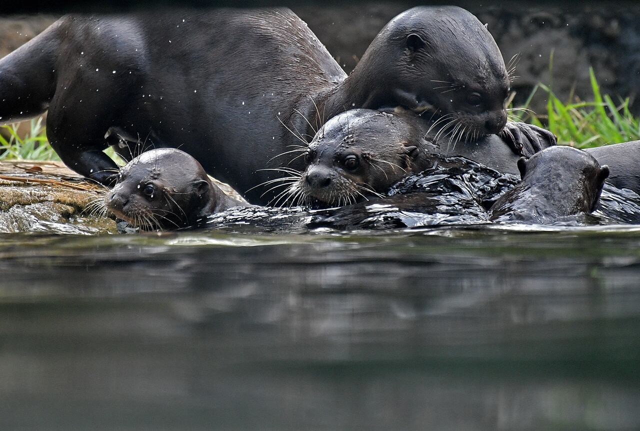 Zoológico de Cali abrió de nuevo la exhibición “Gente de Agua” para que propios y turistas conozcan a las dos crías de nutrias que nacieron en noviembre de 2023. Fotos Raúl Palacios / El Pais.