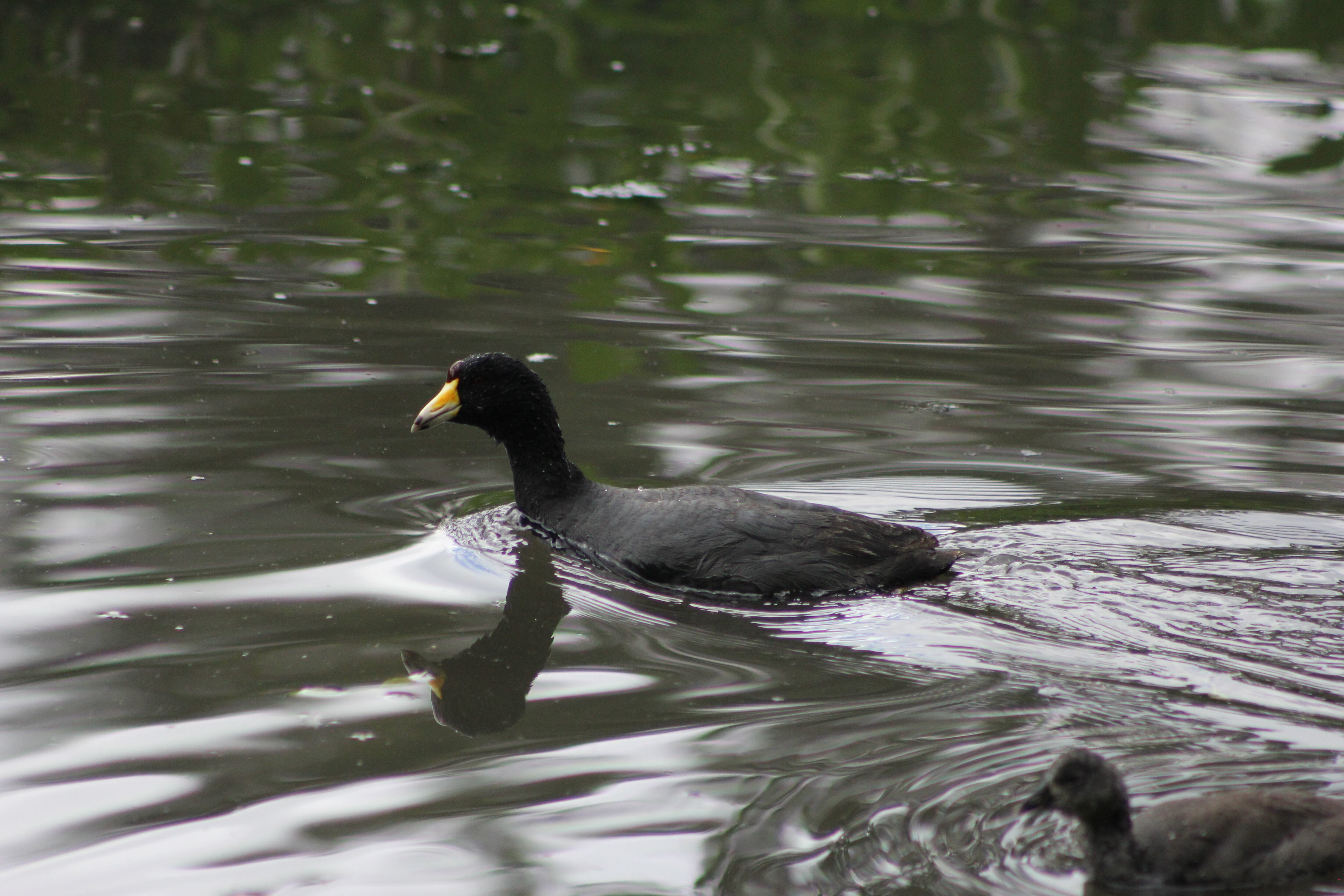 Tinguas y búhos son algunas de las especies que proliferan en la Conejera, punto de inspiración para Verónica Martínez.