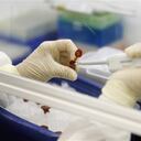 La enfermedad neumocócica es una de las principales causas de muerte infantil, y provoca 1,6 millones de decesos por año.