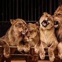 Leones