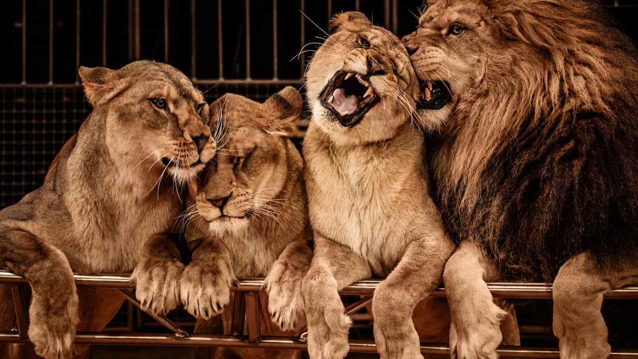Los leones son imponentes criaturas salvajes que se caracterizan por ser letales a la hora de atacar a sus presas.
