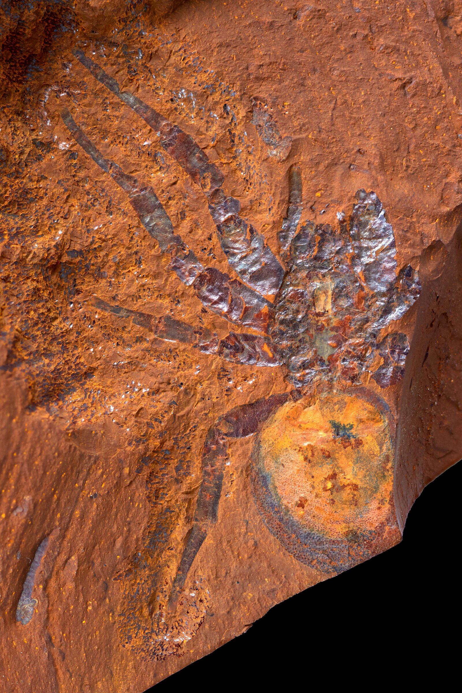 Un fósil de araña descubierto en Australia ha dejado a los paleontólogos asombrados: Megamonodontium, de 11 millones de años, es cinco veces más grande que su pariente actual.