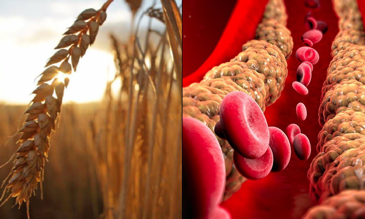 La cebada resulta beneficiosa para reducir el colesterol.