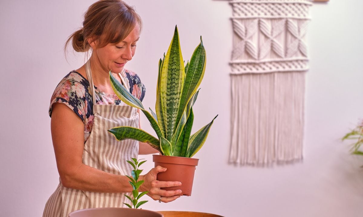 Gelatina para la lengua de suegra.