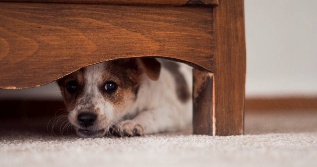 Los perros adoptados pueden estar temerosos cuando llegan a una nueva casa