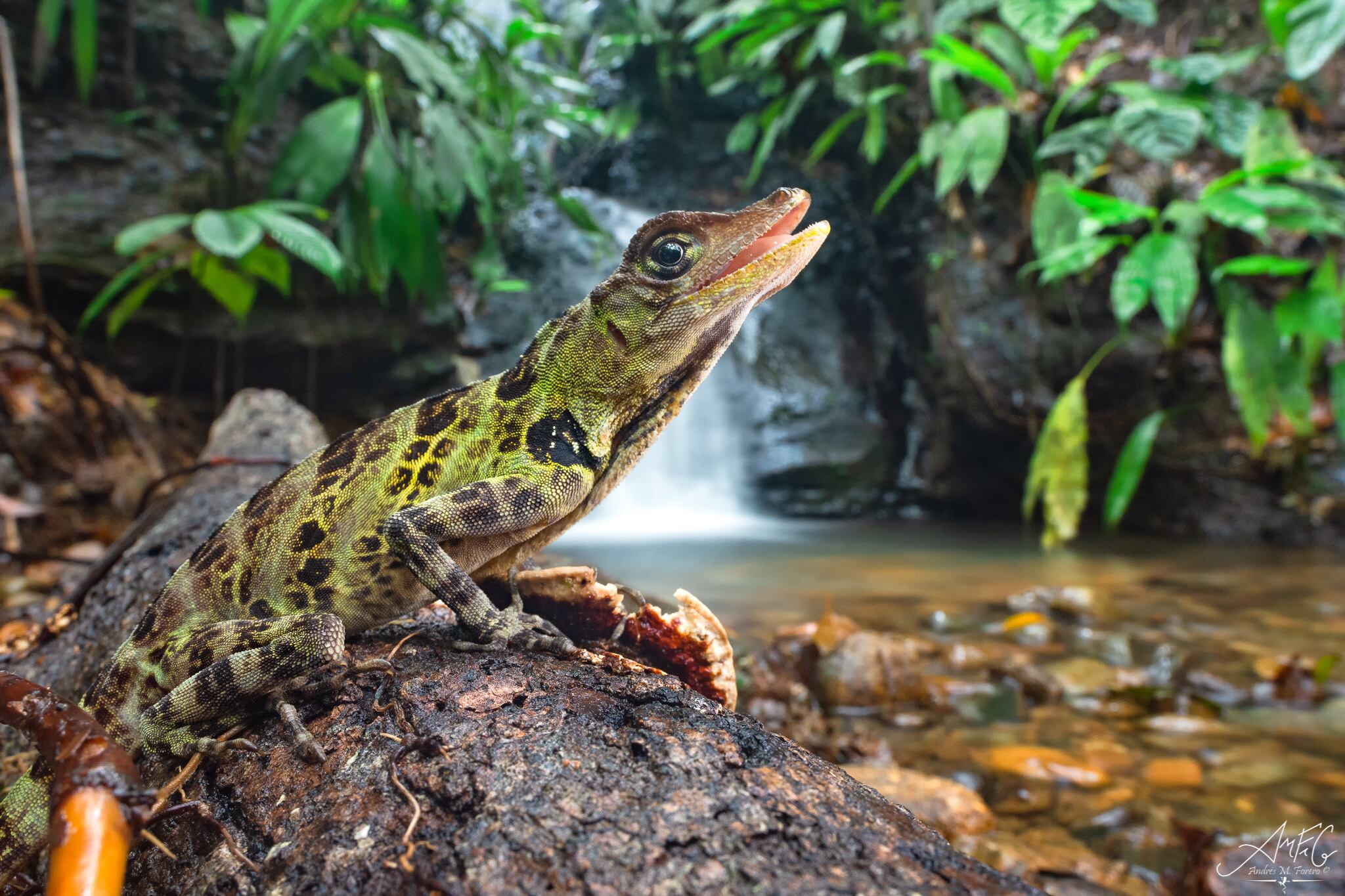 Abaniquillo de frente ancha (Dactyloa latifrons). Tomada en Buenaventura, Valle del Cauca.