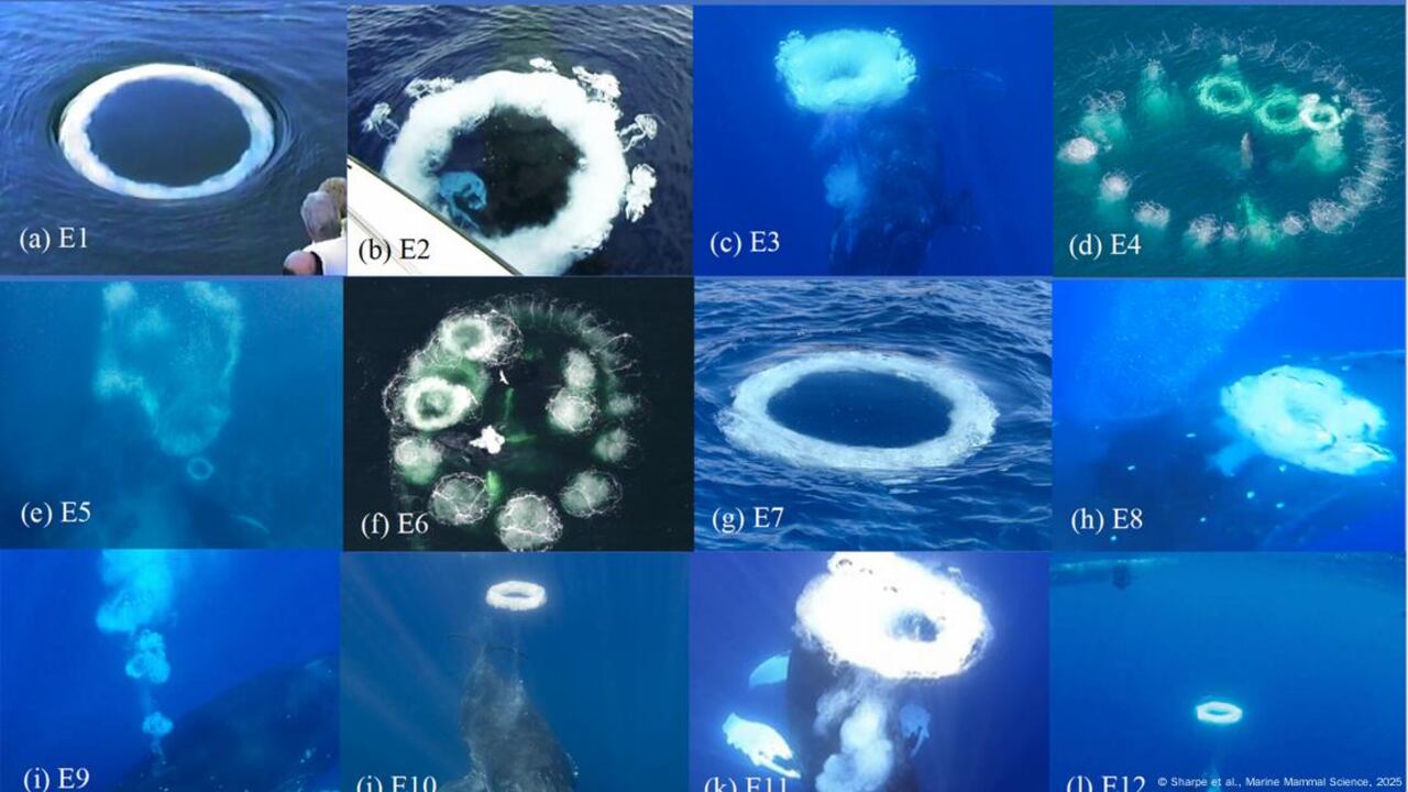 Este comportamiento no ocurre en contextos de caza ni sin presencia humana.