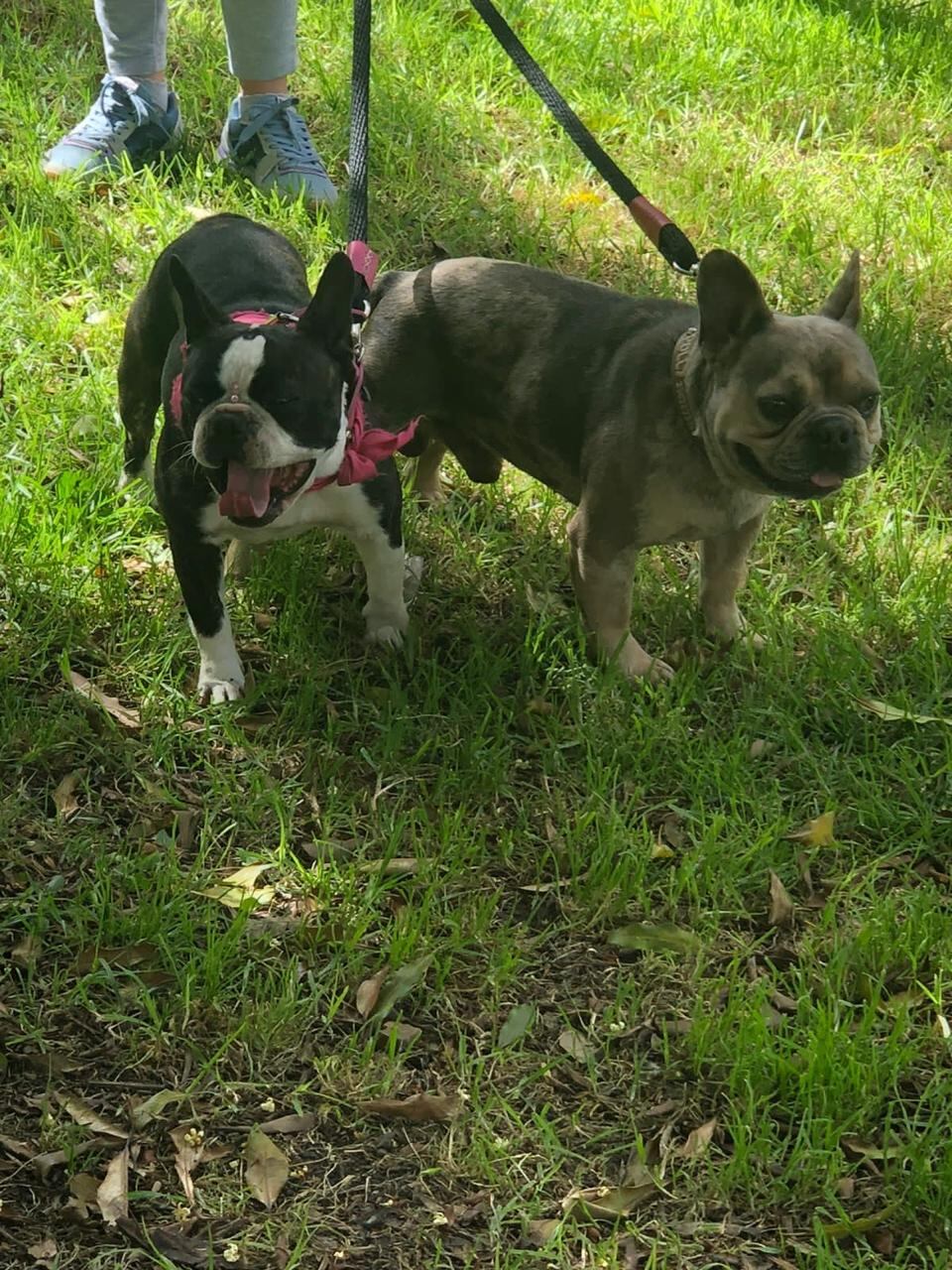 Buldogs desaparecidos