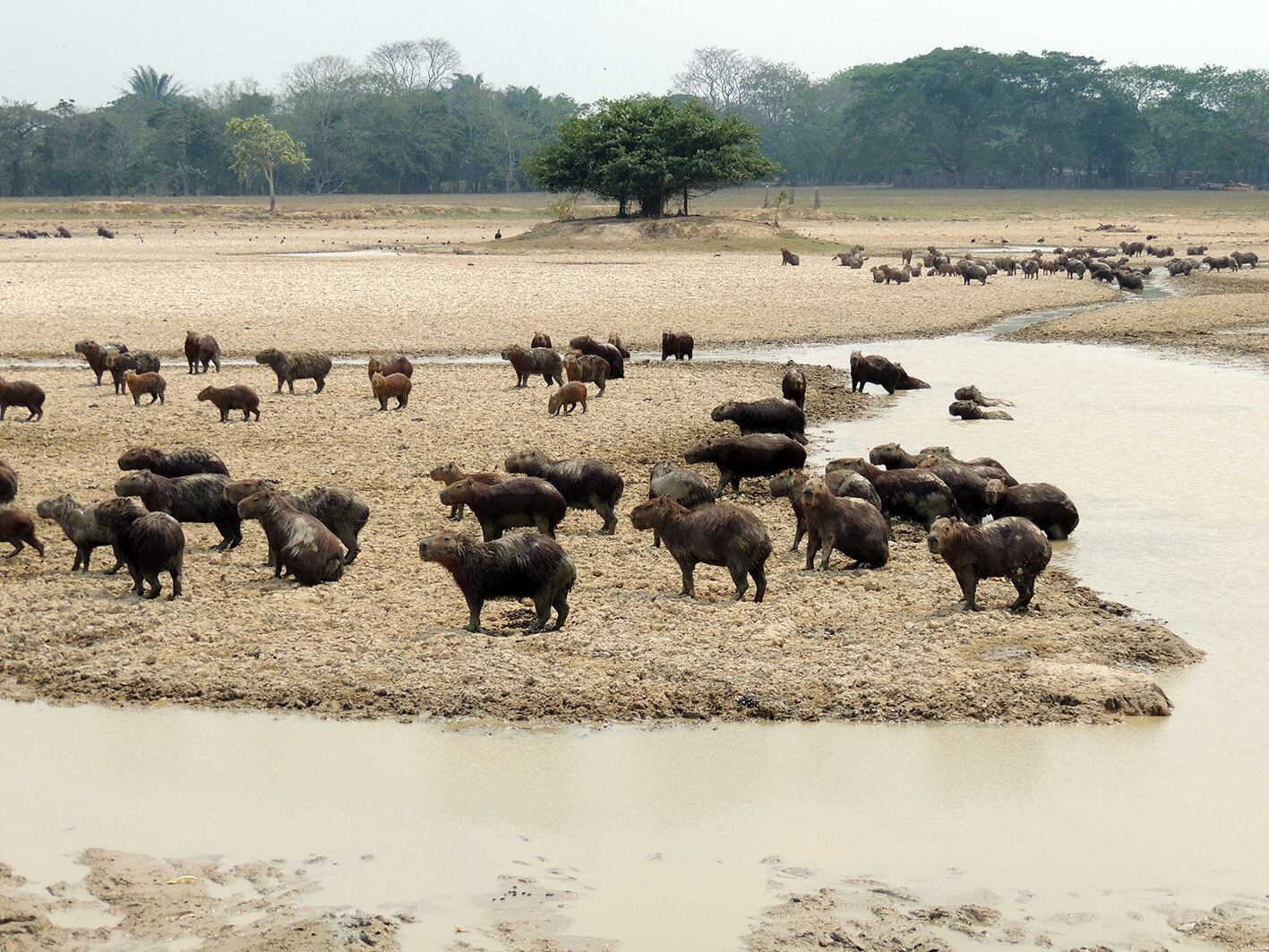 Familias de chigüiros en su hábitat que se pueden apreciar en la Reserva Hato La Aurora.