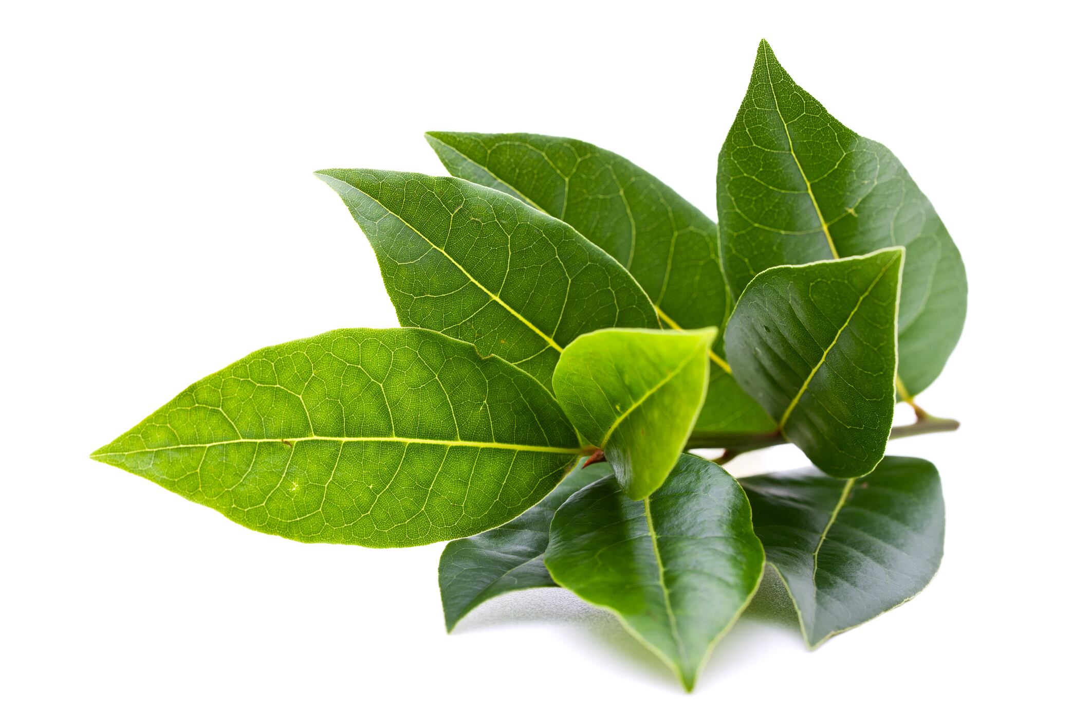 Al laurel se la tribuyen bondades de buena suerte.