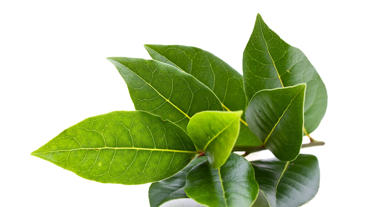 Al laurel se la tribuyen bondades de buena suerte.