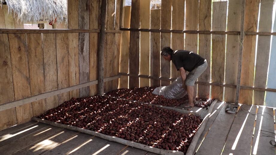 Superfrutos del Amazonas