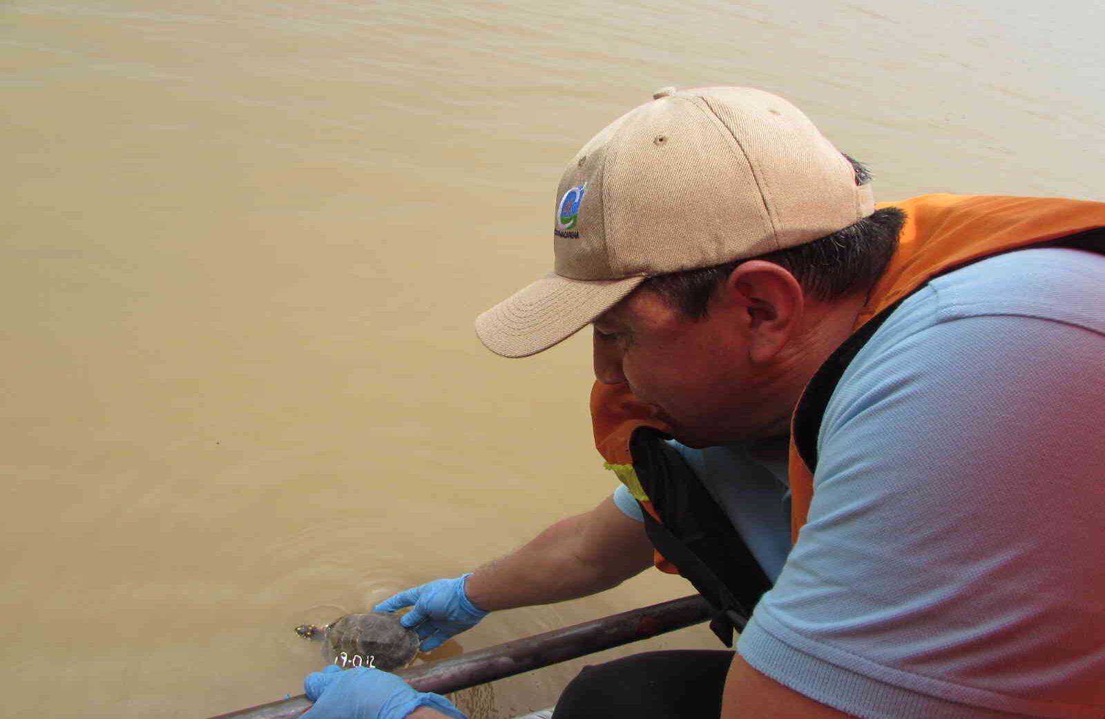 Vivirán en libertad en la Laguna de Lomalinda, un Parque Natural Regional del Meta que les brinda todas las condiciones ecosistémicas y de hábitat para que continúen con su vida. Foto: Cormacarena