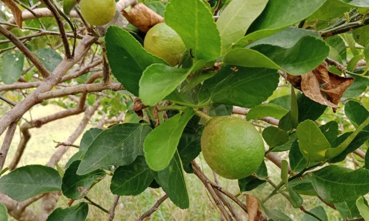 Lima ácida Tahití orgánica Parcelación la cuarenta, Campo Bello, Finca Liliana González, Nariño