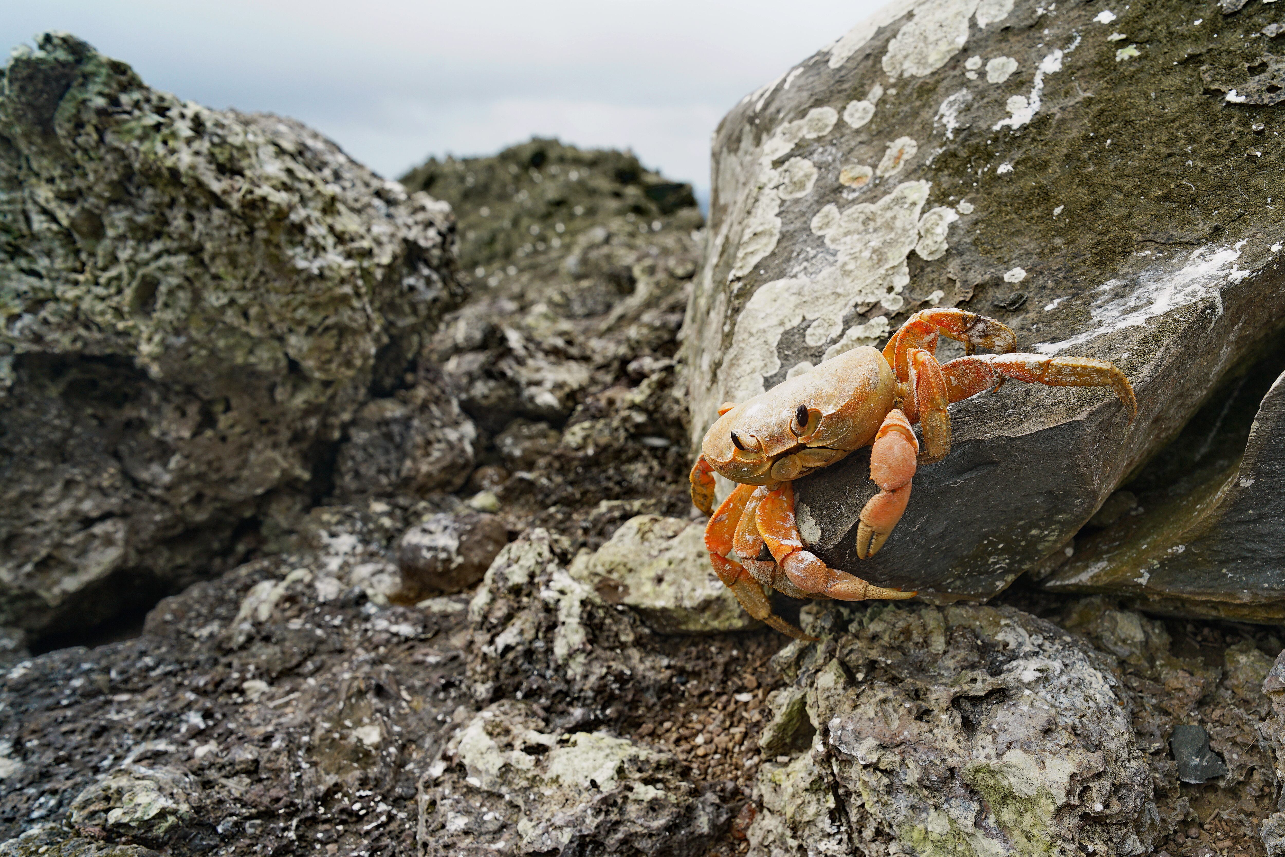 La isla de Malpelo está ubicada en el Océano Pacífico oriental tropical, aproximadamente a 500 kilómetros al oeste del puerto de Buenaventura. En la división político administrativa, pertenece al municipio Buenaventura, Valle del Cauca. El Santuario de Fauna y Flora Malpelo está bajo la administración del Sistema de Parques Nacionales Naturales de Colombia desde 1995, cuenta con sede administrativa en la ciudad de Santiago de Cali y sede operativa en el Distrito de Buenaventura y es Patrimonio Natural de la Humanidad por la UNESCO. Foto Jorge Orozco / El País.