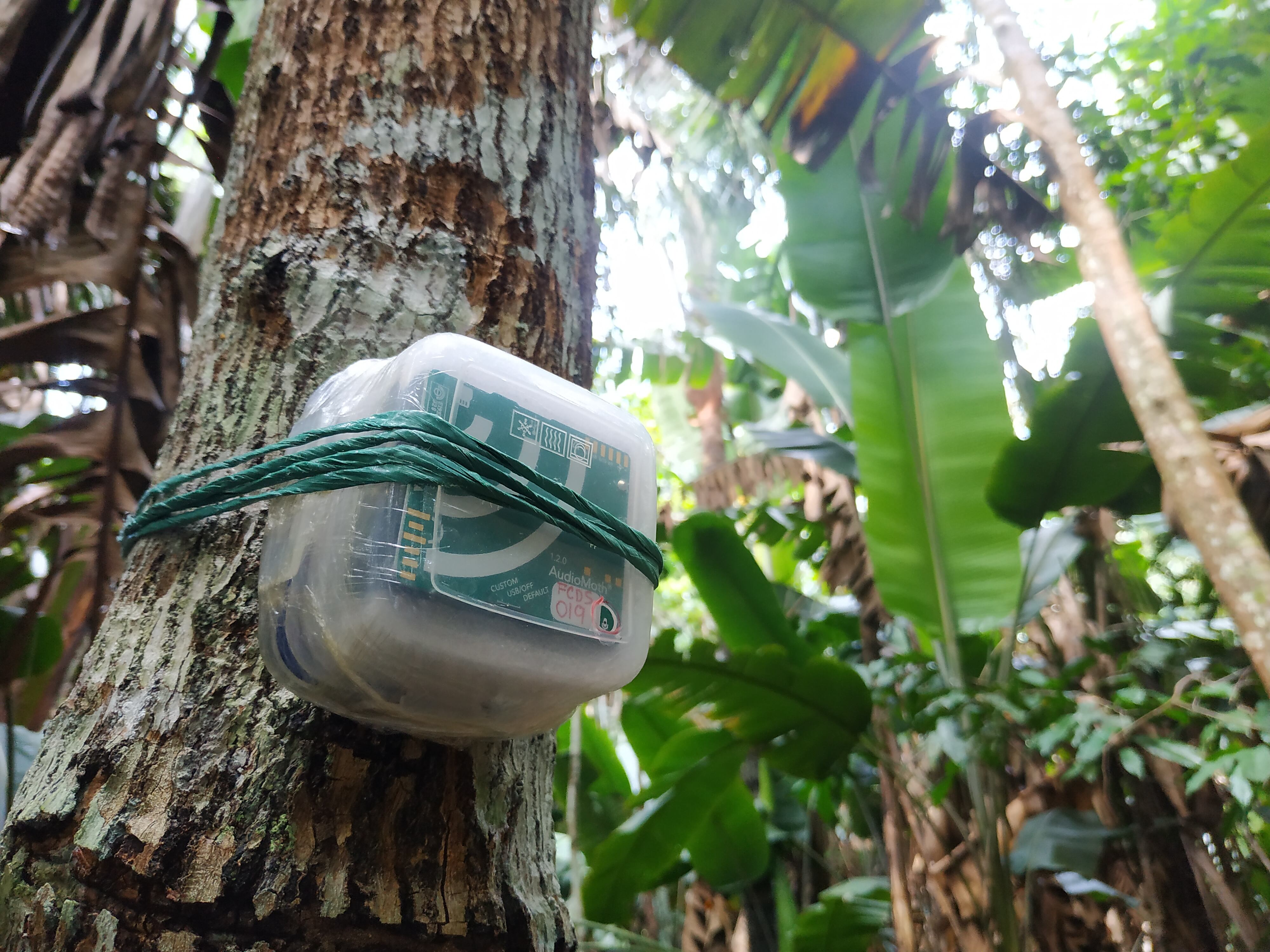 El objetivo de este monitoreo acústico pasivo es medir el impacto en biodiversidad de las actividades de forestería comunitaria del programa de Medios de Vida Sostenibles de la fundación