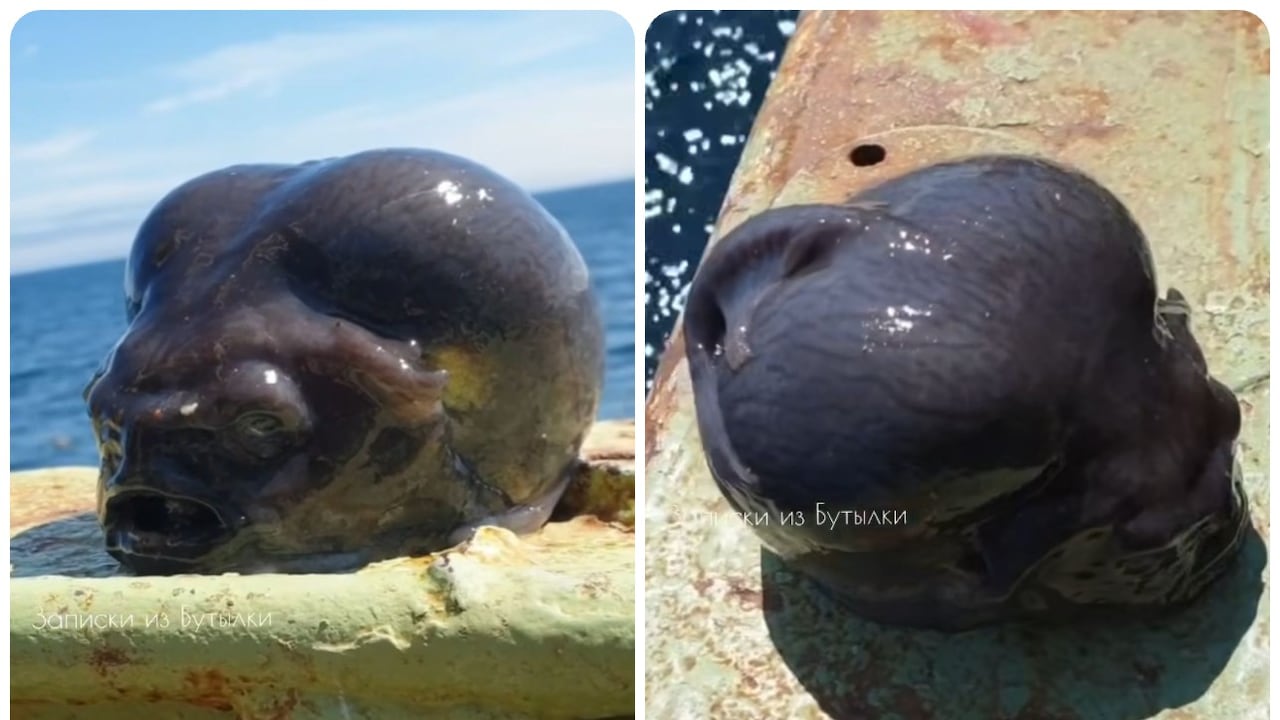 El extraño animal fue encontrado en las profundidades del mar en Rusia