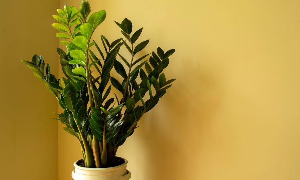 Zamioculcas zamiifolia