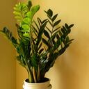 Zamioculcas zamiifolia