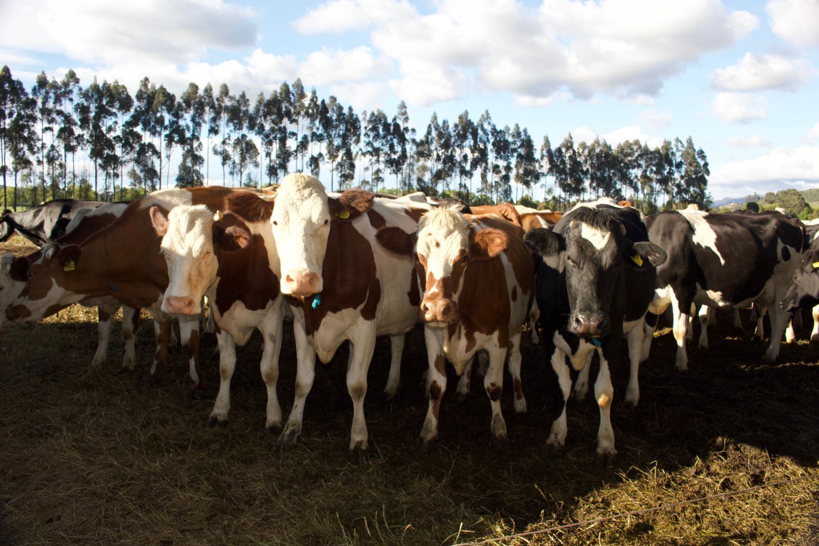 Rancho Los Álamos es una de las muchas empresas líderes de la industria láctea en Ubaté.