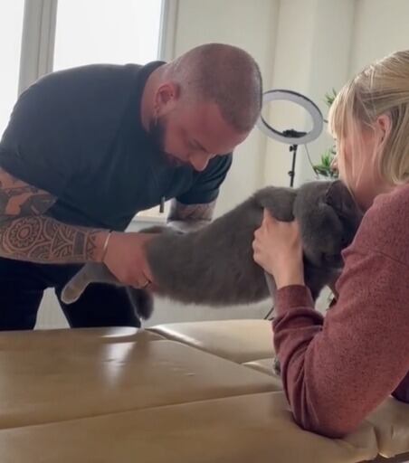 Un gato en atención médica con un quiropráctico.