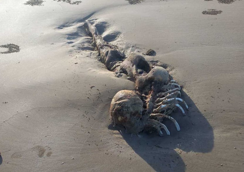 Sirena. Foto: Facebook Bobbi-Iee Oates.