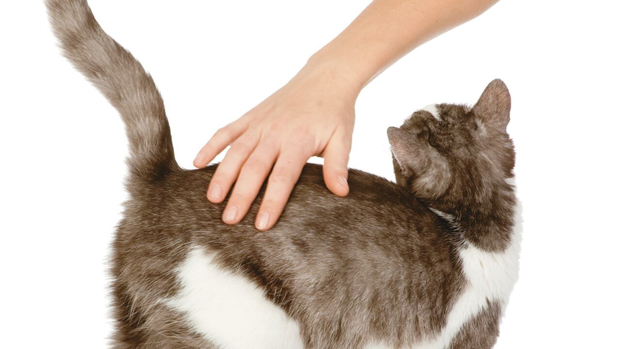 Nunca olvides que en el hogar, los gatos domésticos actúan similar a sus parientes salvajes. Es necesario diferenciar entre sus comportamientos instintivos y los aprendidos.