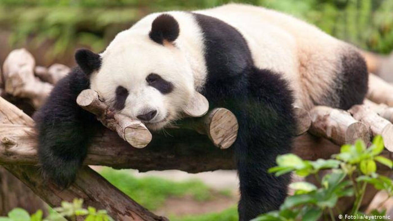 “¿Para qué estoy aquí?” Puede ser un shock para los amantes de los pandas, pero estas criaturas negras y blancas no son las más prácticas para el ecosistema. Nadie se los come, casi nunca interactúan con otras especies, y tienen dificultades para reproducirse. Un aspecto positivo es que ayudan a esparcir las semillas del bambú, que mastican durante muchas horas a diario.