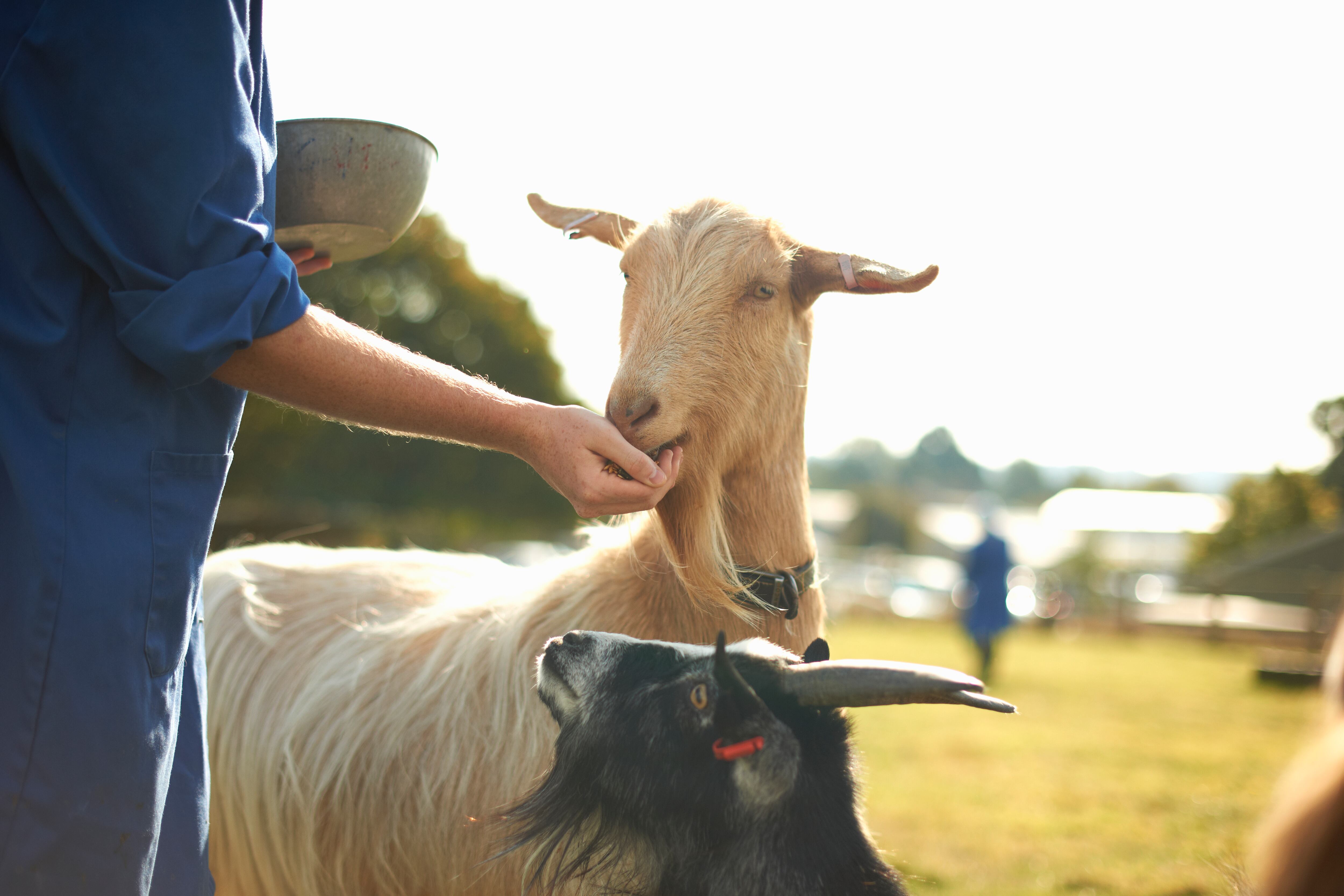 Farm worker tending to goats