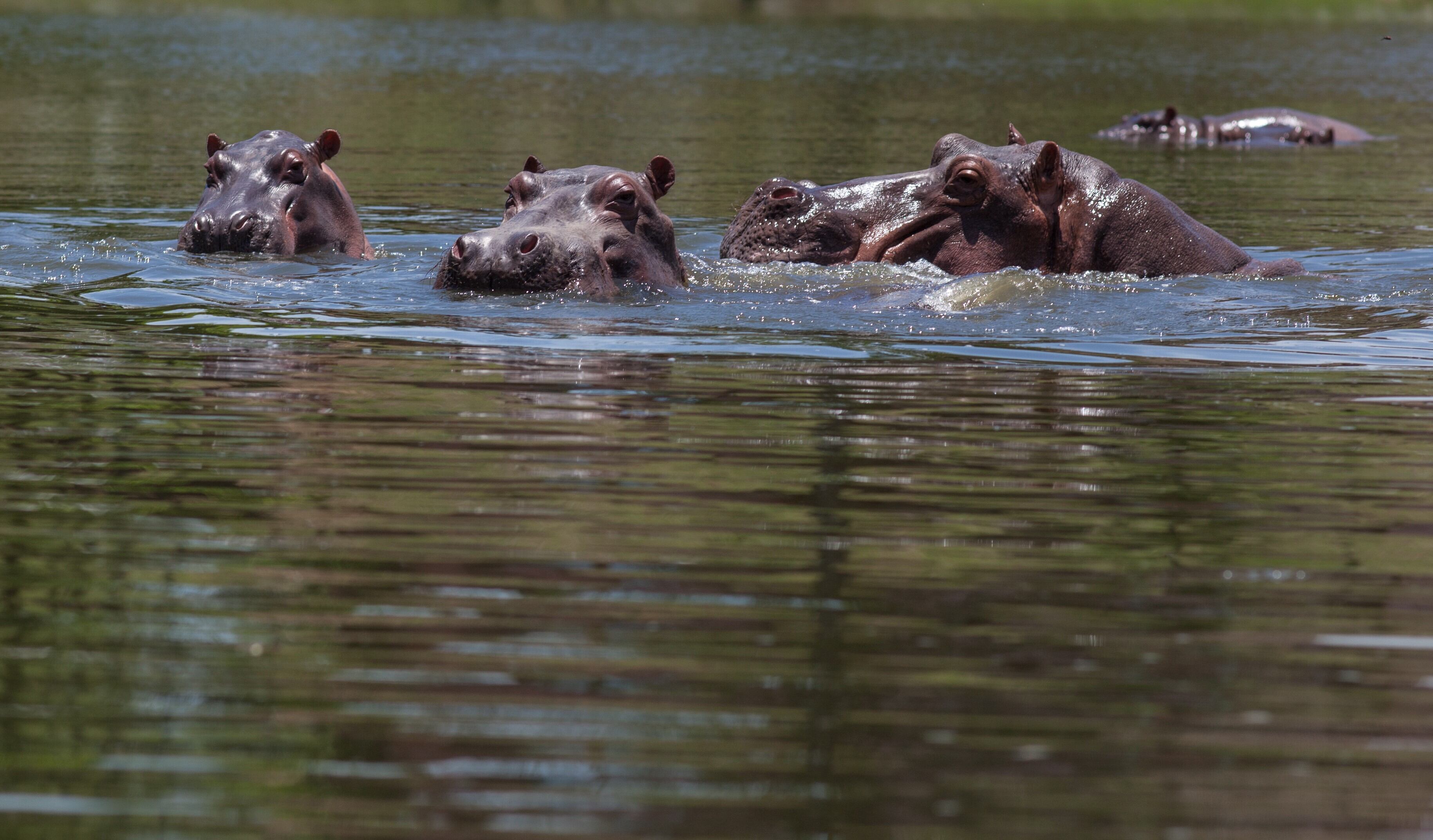 Hacienda Nápoles Hipopótamos