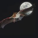 Los murciélagos juegan un papel relevante en la regeneración de los bosques, después de procesos de tala.