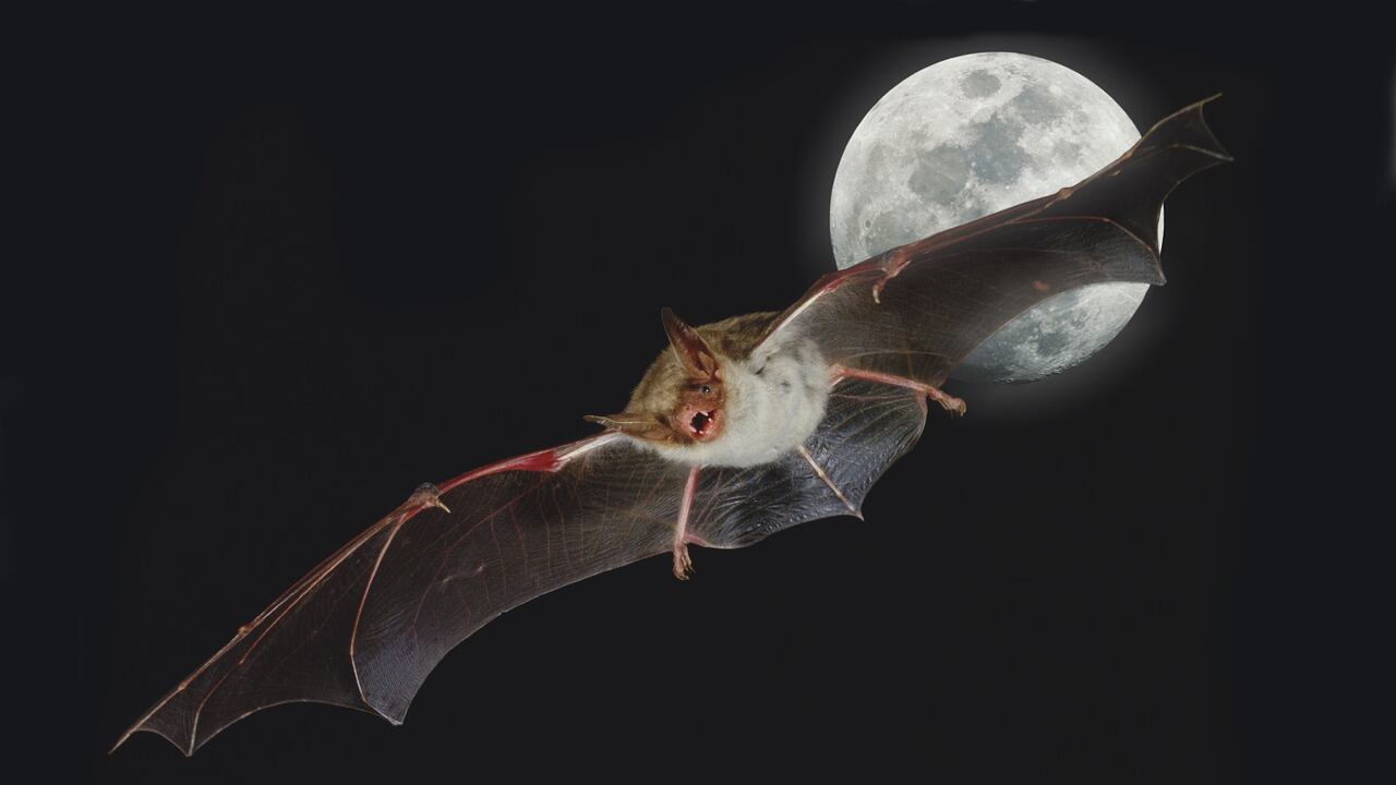 Los investigadores destacaron que “se trata de la primera vez que se halla un sarbecovirus, es decir un coronavirus relacionado con el SARS, en esa especie de murciélago y es la primera vez que se hace un hallazgo así en Reino Unido.