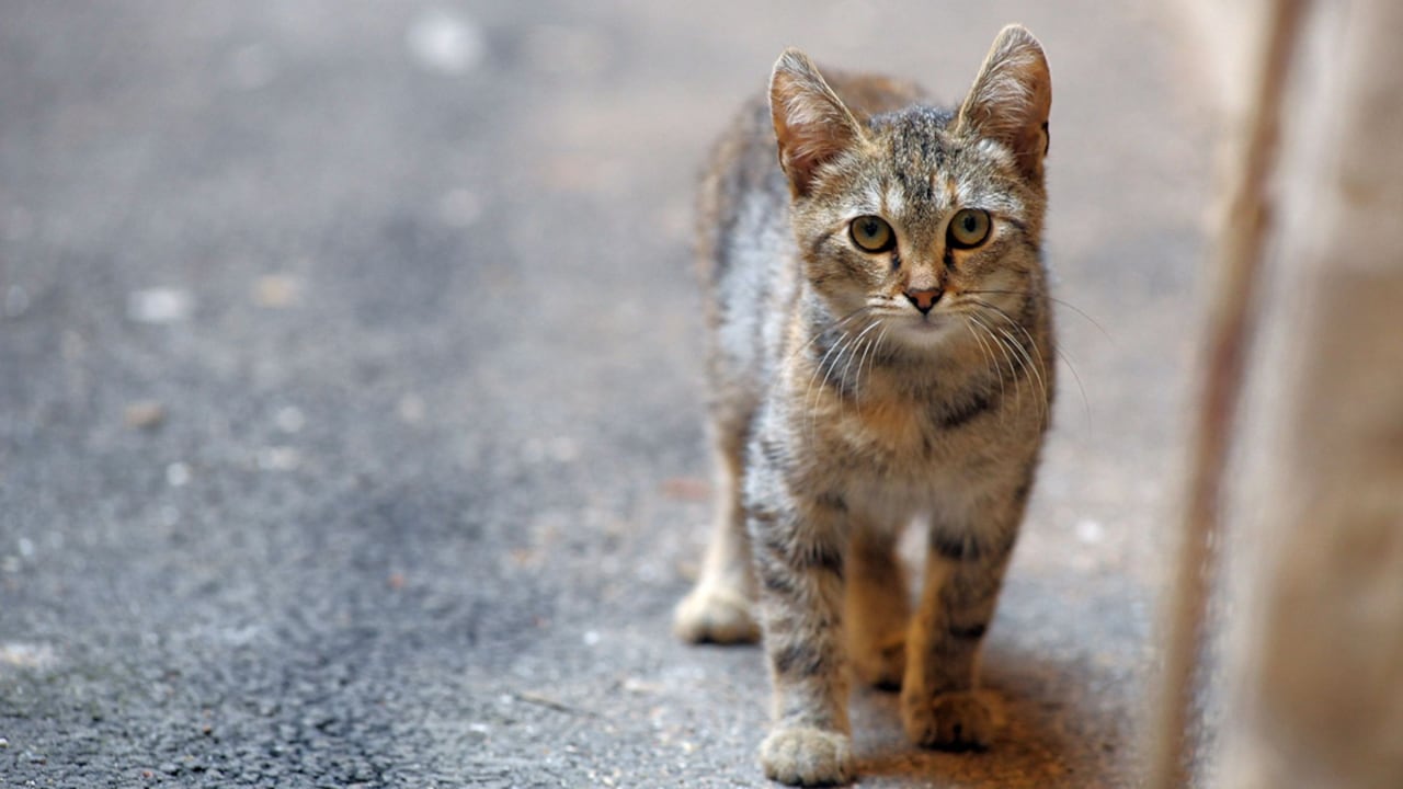 ¿Qué hacer en caso de que tu gato se pierda?
