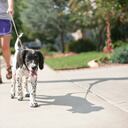 Paseador de mascotas.