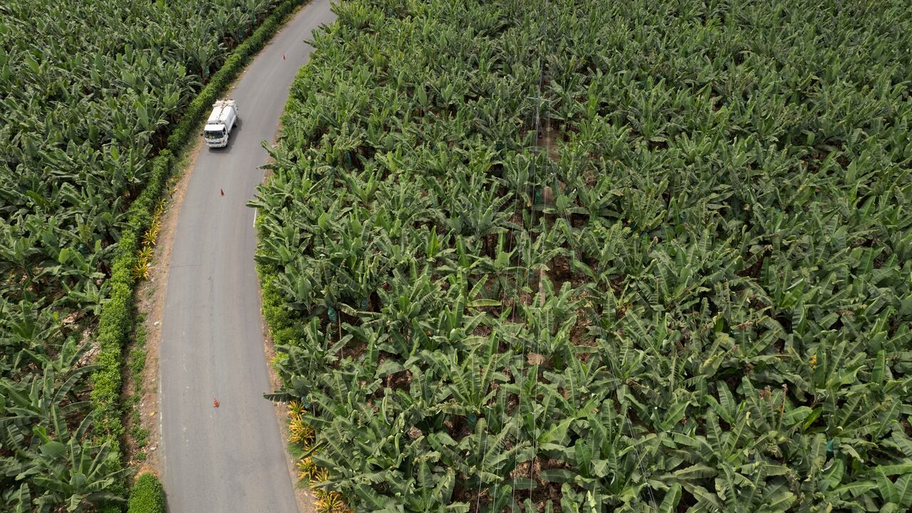 Un vehículo pasa por una carretera que atraviesa una hacienda de banano en Los Ríos, Ecuador, el martes 15 de agosto de 2023. El clima húmedo y tropical de Ecuador permite a las plantaciones cosechar banano durante todo el año y abastece al 30 % de la demanda mundial. (AP Foto/Martín Mejía)