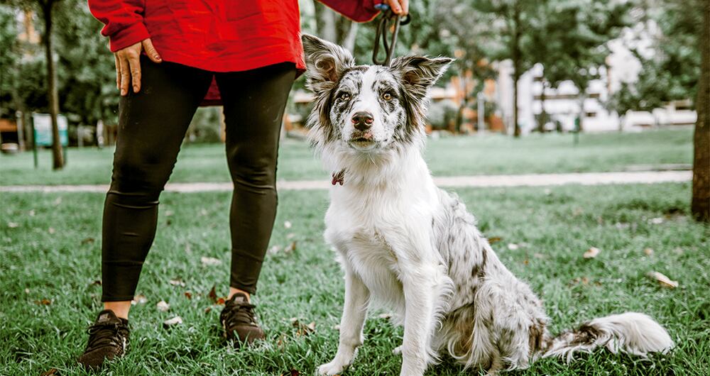 Las localidades que más afrontan este fenómeno son Ciudad Bolívar, Usme, Bosa, Kennedy, San Cristóbal y Suba. 