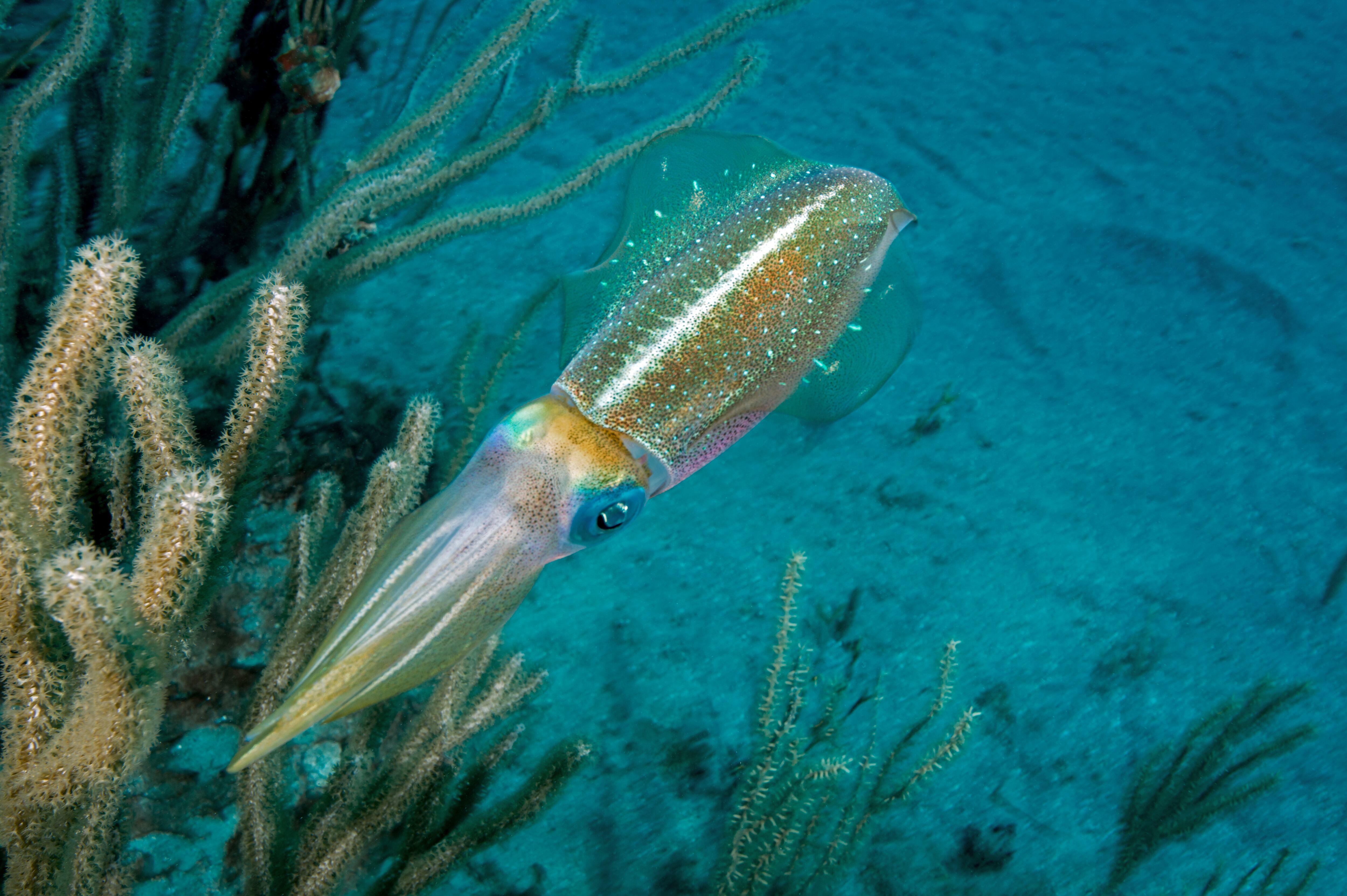 Calamares (Foto Getty)