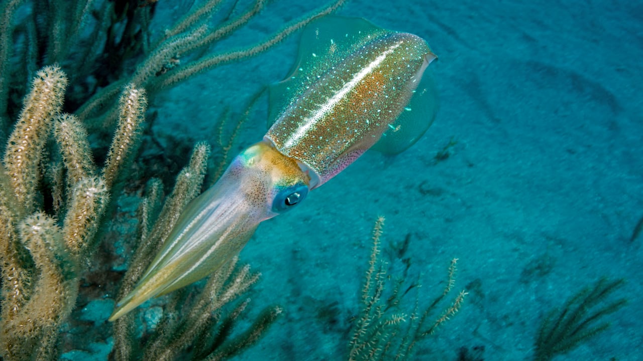 El objetivo es que los científicos analicen los mecanismos de adaptación de algunos animales en el espacio.