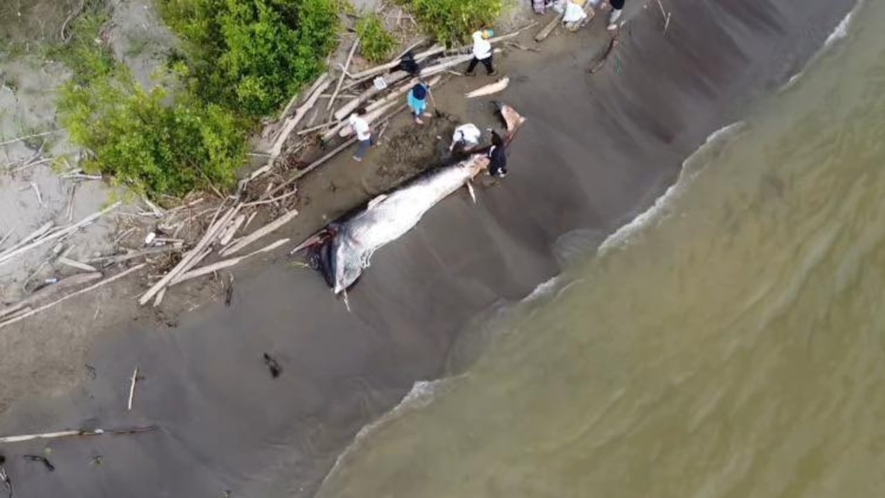 Ballena minke hallada sin vida en el río Turbo.